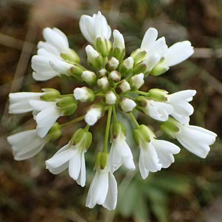 Noccaea montana \ Berg-Tschelkraut / Alpine Penny-Cress, F Dijon 17.3.2024