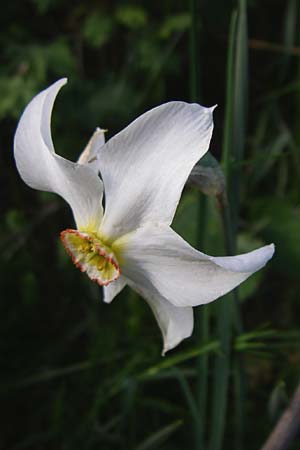 Narcissus poeticus \ Dichter-Narzisse, Weie Narzisse / Poet's Narcissus, F Pyrenäen/Pyrenees, Eyne 25.6.2008