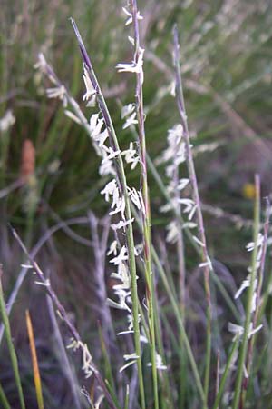 Nardus stricta \ Borst-Gras / Mat Grass, F Col de Lautaret 28.6.2008