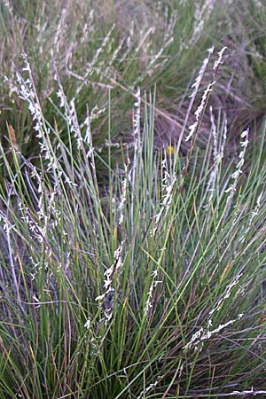 Nardus stricta \ Borst-Gras / Mat Grass, F Col de Lautaret 28.6.2008