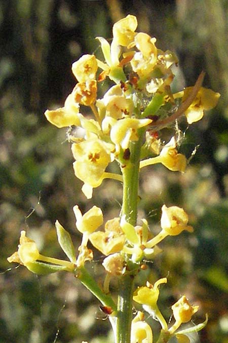 Osyris alba \ Weier Harnstrauch / Poet's Cassia, F St. Martin-de-Crau 9.6.2006