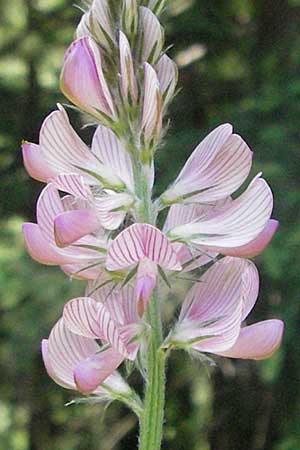 Onobrychis viciifolia \ Futter-Esparsette, Saat-Esparsette / Sainfoin, F Allevard 11.6.2006