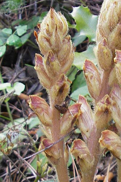 Orobanche gracilis ? \ Blutrote Sommerwurz / Slender Broomrape, F Saint-Guilhem-le-Desert 1.6.2009