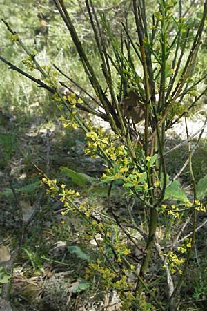 Osyris alba \ Weier Harnstrauch / Poet's Cassia, F Rochefort-en-Valdaine 10.6.2006