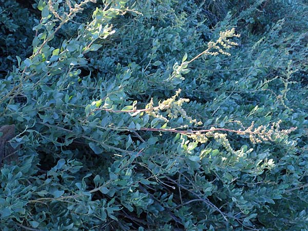 Atriplex halimus \ Strauch-Melde / Salt Bush, Sea Orache, F Martigues 8.10.2021