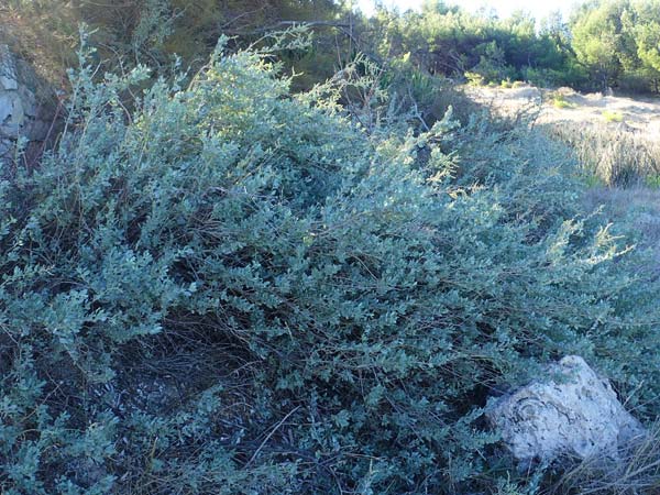 Atriplex halimus \ Strauch-Melde / Salt Bush, Sea Orache, F Martigues 8.10.2021