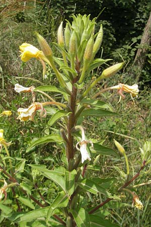 Oenothera ersteinensis \ Ersteiner Nachtkerze / Erstein Evening Primrose, F Eschau 9.7.2011