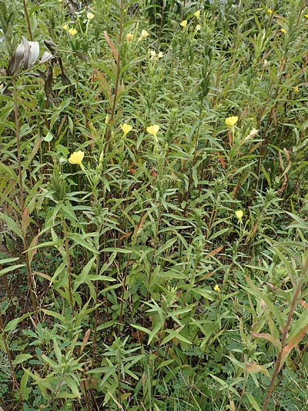 Oenothera erythropoda \ Nachtkerze / Evening Primrose, F Beinheim 27.7.2017