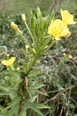 Oenothera erythropoda \ Nachtkerze / Evening Primrose, F Beinheim 27.7.2017