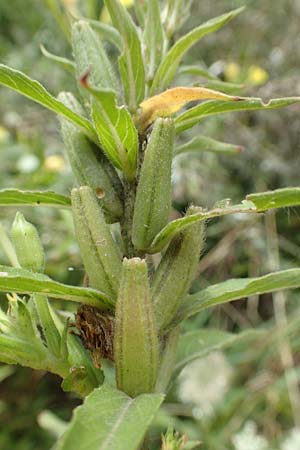 Oenothera erythropoda \ Nachtkerze / Evening Primrose, F Beinheim 27.7.2017