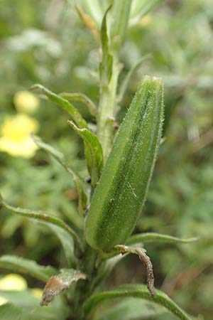 Oenothera erythropoda \ Nachtkerze / Evening Primrose, F Beinheim 27.7.2017