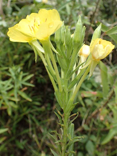 Oenothera erythropoda \ Nachtkerze / Evening Primrose, F Beinheim 27.7.2017