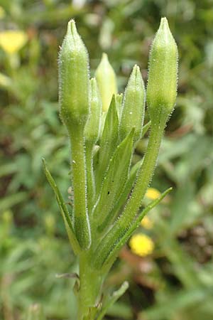 Oenothera erythropoda \ Nachtkerze / Evening Primrose, F Beinheim 27.7.2017