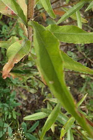 Oenothera erythropoda \ Nachtkerze / Evening Primrose, F Beinheim 27.7.2017