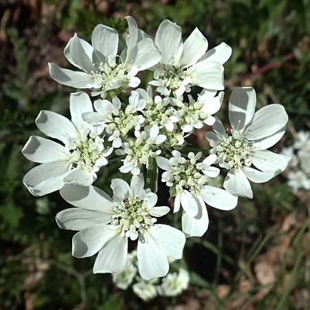Orlaya grandiflora \ Gro�bl�tiger Breitsame / Large-Flowered Orlaya, F Berghe Superieur 18.5.2026