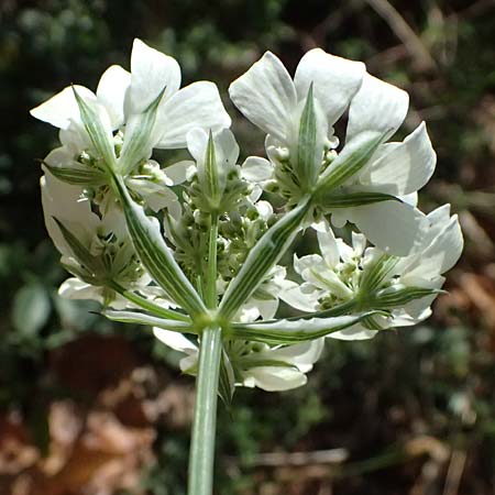 Orlaya grandiflora \ Gro�bl�tiger Breitsame / Large-Flowered Orlaya, F Berghe Superieur 18.5.2026