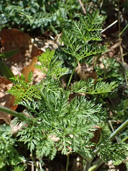 Orlaya grandiflora \ Gro�bl�tiger Breitsame / Large-Flowered Orlaya, F Berghe Superieur 18.5.2026