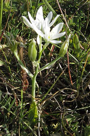 Ornithogalum kochii \ Kochs Milchstern / Koch's Star of Bethlehem, F Causse du Larzac 7.6.2006