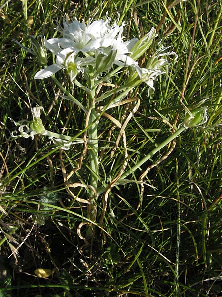 Ornithogalum kochii \ Kochs Milchstern / Koch's Star of Bethlehem, F Causse du Larzac 7.6.2006