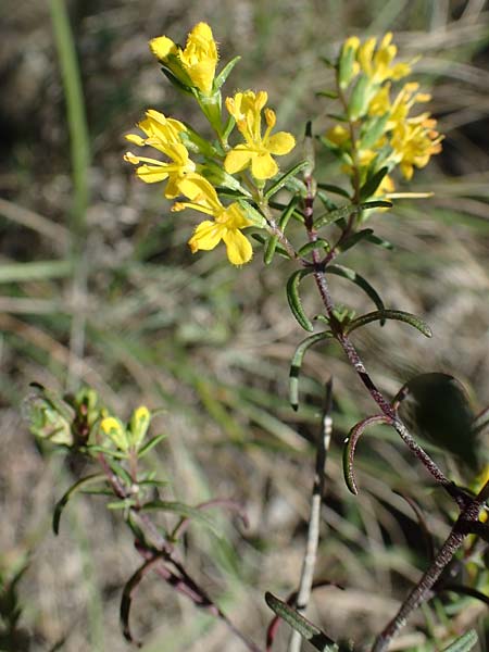 Odontites luteus \ Gelber Zahntrost / Yellow Bartsia, F La Turbie 7.10.2021