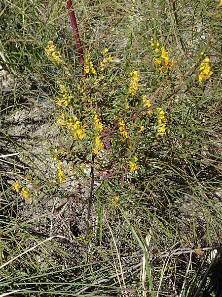 Odontites luteus \ Gelber Zahntrost / Yellow Bartsia, F La Turbie 7.10.2021