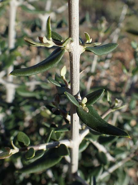 Olea sylvestris \ Wilder lbaum / Oleaster, F Martigues 8.10.2021