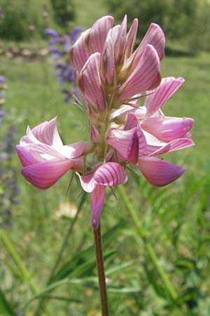 Onobrychis montana \ Berg-Esparsette / Mountain Sainfoin, F Allevard 11.6.2006