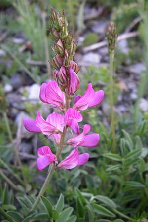 Onobrychis montana \ Berg-Esparsette / Mountain Sainfoin, F Col de Lautaret 22.6.2008