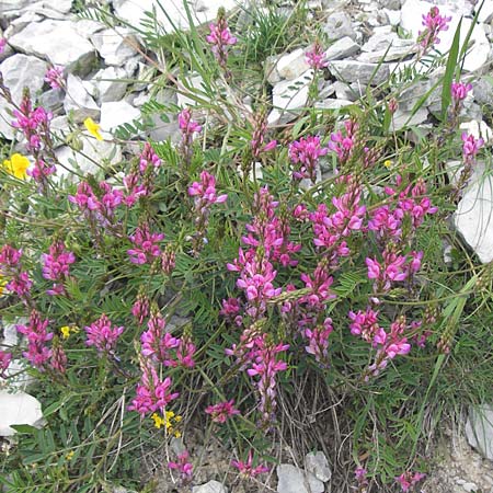 Onobrychis montana \ Berg-Esparsette / Mountain Sainfoin, F Col de la Bonette 8.7.2016