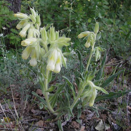 Onosma fastigiata \ Ligurische Lotwurz / Ligurian Goldendrop, F Dept. Aveyron,  Fondamente 8.6.2006