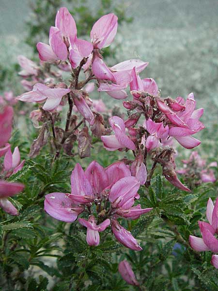 Ononis fruticosa \ Strauch-Hauhechel / Shrubby Restharrow, F Serres 10.6.2006