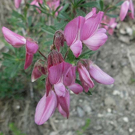 Ononis fruticosa \ Strauch-Hauhechel / Shrubby Restharrow, F Serres 10.6.2006