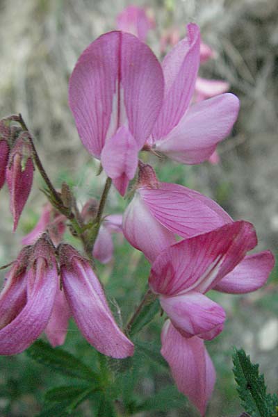 Ononis fruticosa \ Strauch-Hauhechel / Shrubby Restharrow, F Serres 10.6.2006