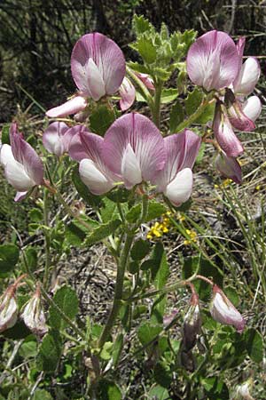 Ononis rotundifolia \ Rundbl&auml;ttrige Hauhechel / Round-Leaved Restharrow, F Castellane 12.5.2007