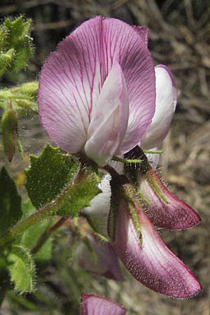 Ononis rotundifolia \ Rundbl&auml;ttrige Hauhechel / Round-Leaved Restharrow, F Castellane 12.5.2007