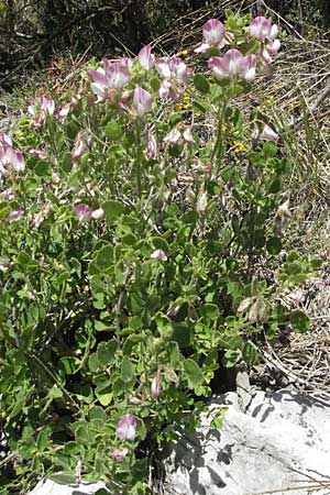 Ononis rotundifolia \ Rundbl&auml;ttrige Hauhechel / Round-Leaved Restharrow, F Castellane 12.5.2007