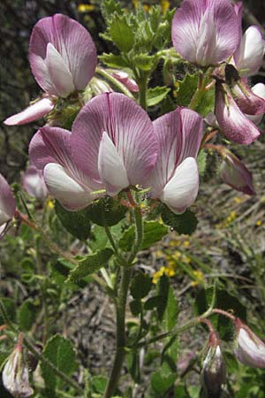 Ononis rotundifolia \ Rundbl&auml;ttrige Hauhechel / Round-Leaved Restharrow, F Castellane 12.5.2007