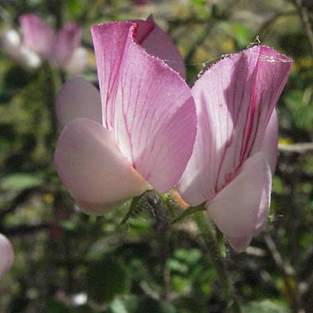 Ononis rotundifolia \ Rundbl&auml;ttrige Hauhechel / Round-Leaved Restharrow, F Castellane 12.5.2007