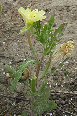 Oenothera laciniata \ Schlitzbl�ttrige Nachtkerze / Cutleaf Evening Primrose, F Camargue 13.5.2007