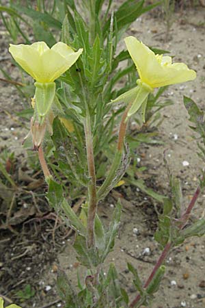 Oenothera laciniata \ Schlitzbl�ttrige Nachtkerze / Cutleaf Evening Primrose, F Camargue 13.5.2007