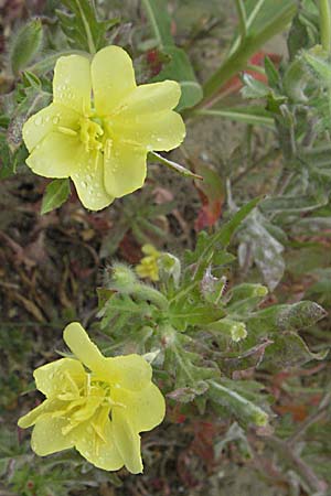 Oenothera laciniata \ Schlitzbl�ttrige Nachtkerze / Cutleaf Evening Primrose, F Camargue 13.5.2007