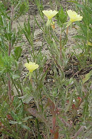 Oenothera laciniata \ Schlitzbl�ttrige Nachtkerze / Cutleaf Evening Primrose, F Camargue 13.5.2007