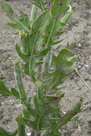 Oenothera laciniata \ Schlitzbl�ttrige Nachtkerze / Cutleaf Evening Primrose, F Camargue 13.5.2007
