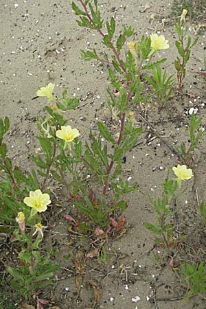 Oenothera laciniata \ Schlitzbl�ttrige Nachtkerze / Cutleaf Evening Primrose, F Camargue 13.5.2007
