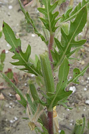 Oenothera laciniata \ Schlitzbl�ttrige Nachtkerze / Cutleaf Evening Primrose, F Camargue 13.5.2007