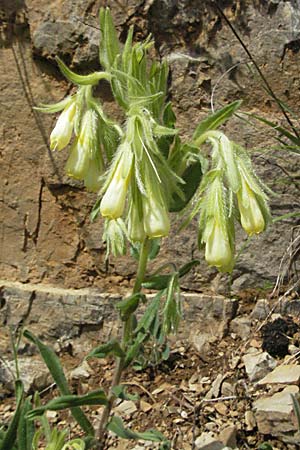 Onosma fastigiata \ Ligurische Lotwurz / Ligurian Goldendrop, F Causse du Larzac 15.5.2007