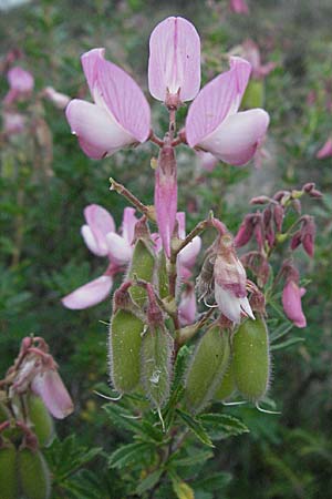 Ononis fruticosa \ Strauch-Hauhechel / Shrubby Restharrow, F Col de Boite 17.5.2007