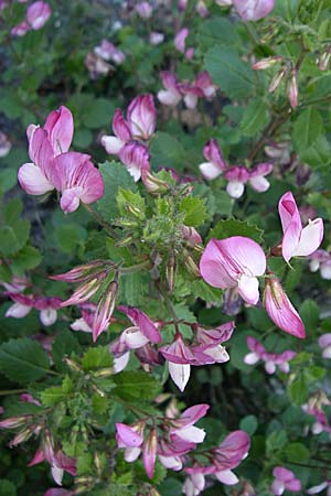 Ononis rotundifolia \ Rundbl&auml;ttrige Hauhechel / Round-Leaved Restharrow, F Col du Telegraphe 21.6.2008