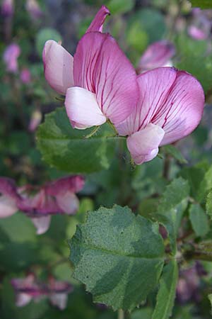 Ononis rotundifolia \ Rundbl&auml;ttrige Hauhechel / Round-Leaved Restharrow, F Col du Telegraphe 21.6.2008