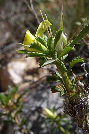 Ononis minutissima \ Winzige Hauhechel / Tiny Restharrow, F Grand Canyon du Verdon 23.6.2008